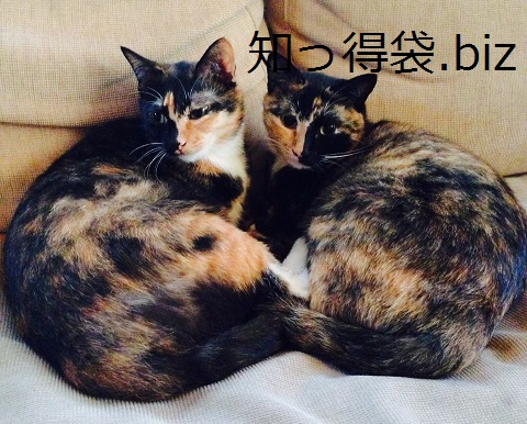 猫の鳴き声！あれにはスゴイ意味があった！  役立つ・ためになる知っ 