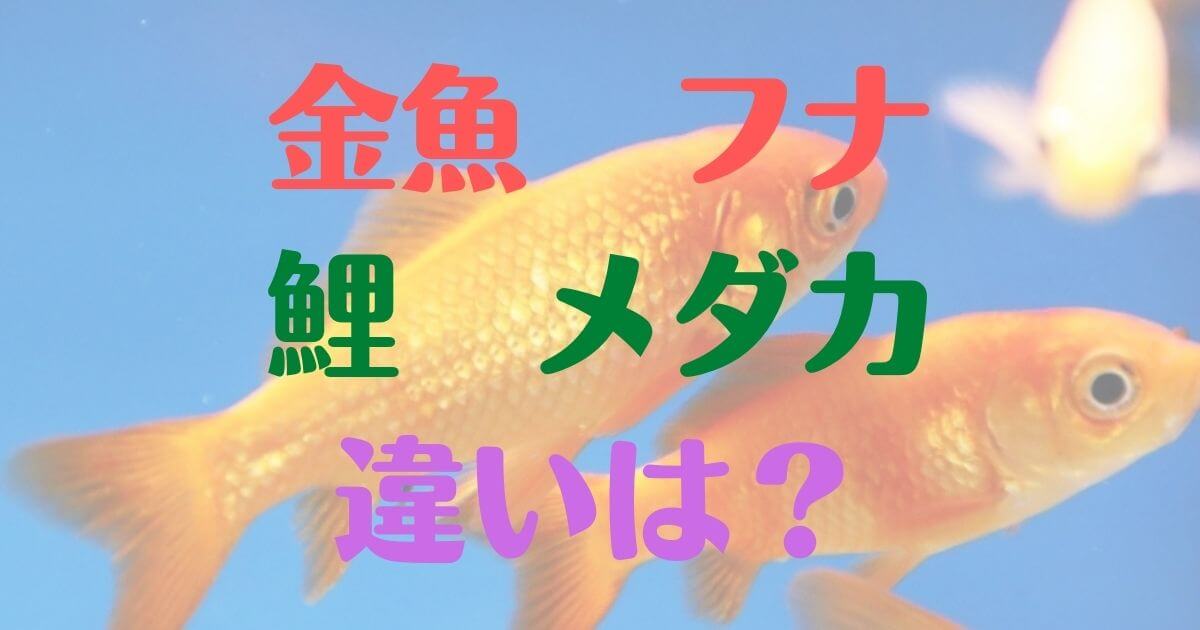 金魚　フナ　鯉　メダカ　違い